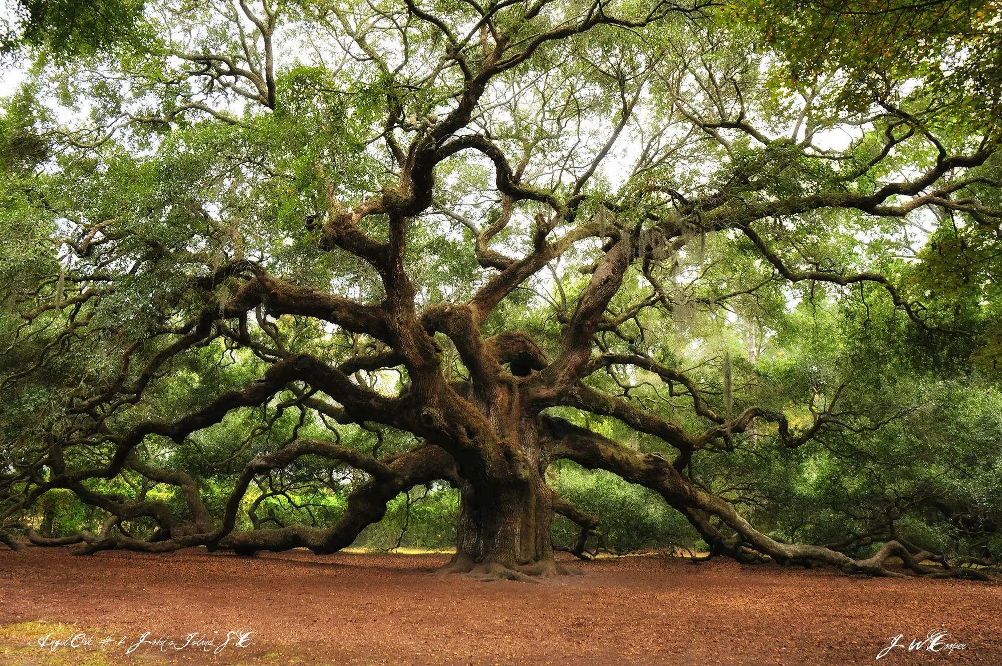 Photograph by JW Cooper