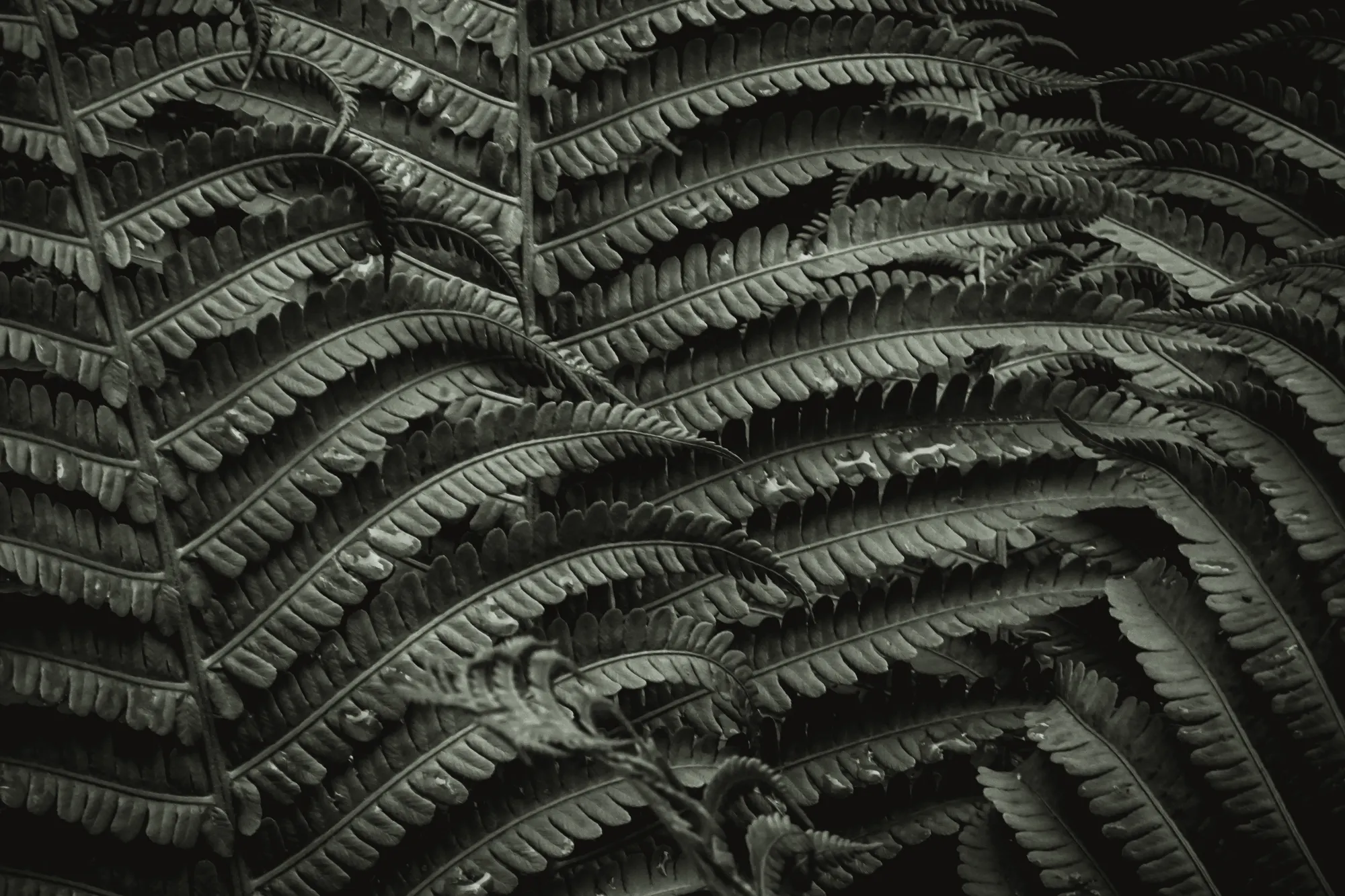 Photograph by JW Cooper